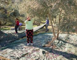 The Aegean Table: Mediterranean Cuisine at its Best