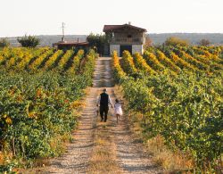 Spend a Leisurely Day at the Cal Wine Route